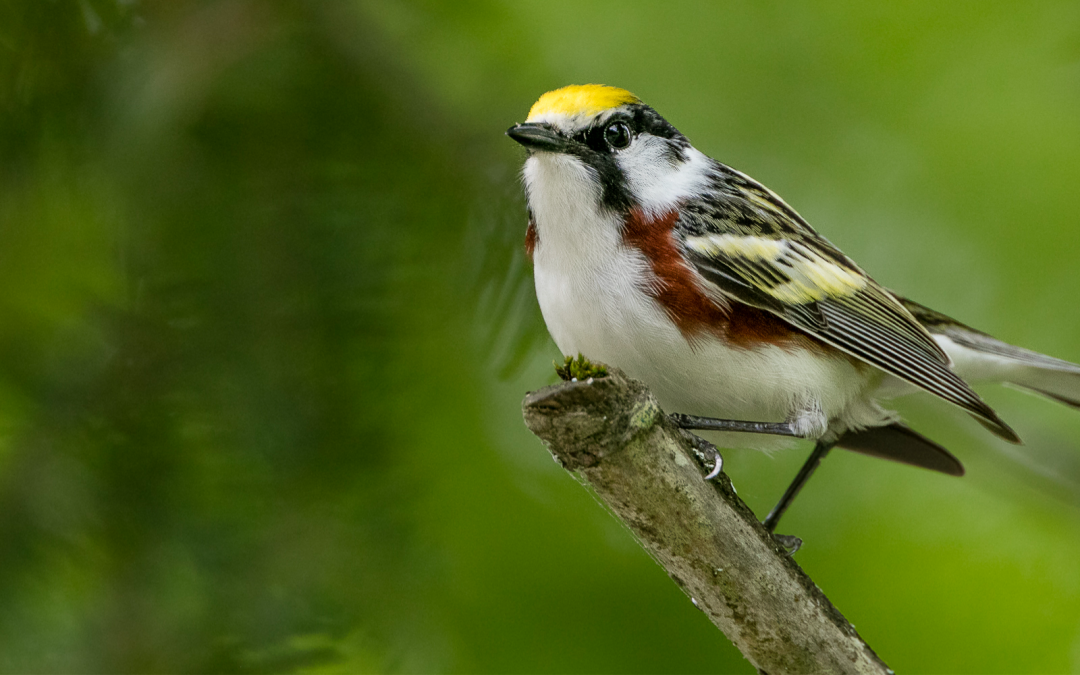 New Motus Antenna Will Track Migratory Birds Flying Over Putnam County