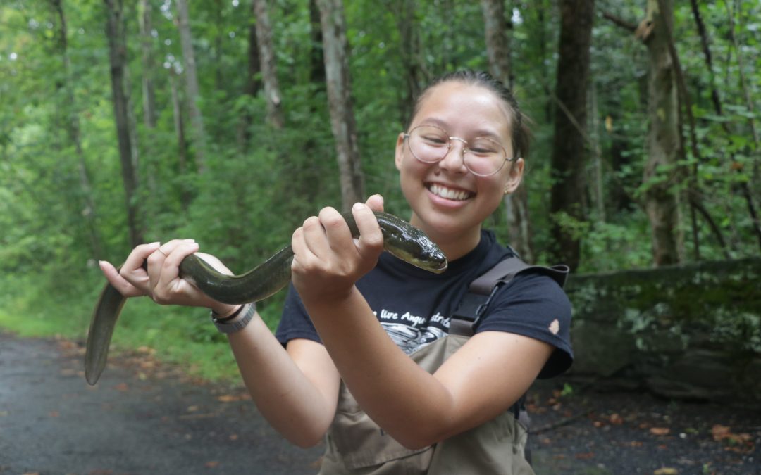 NPR “But Why” Podcast Explores Eels in the Hudson River