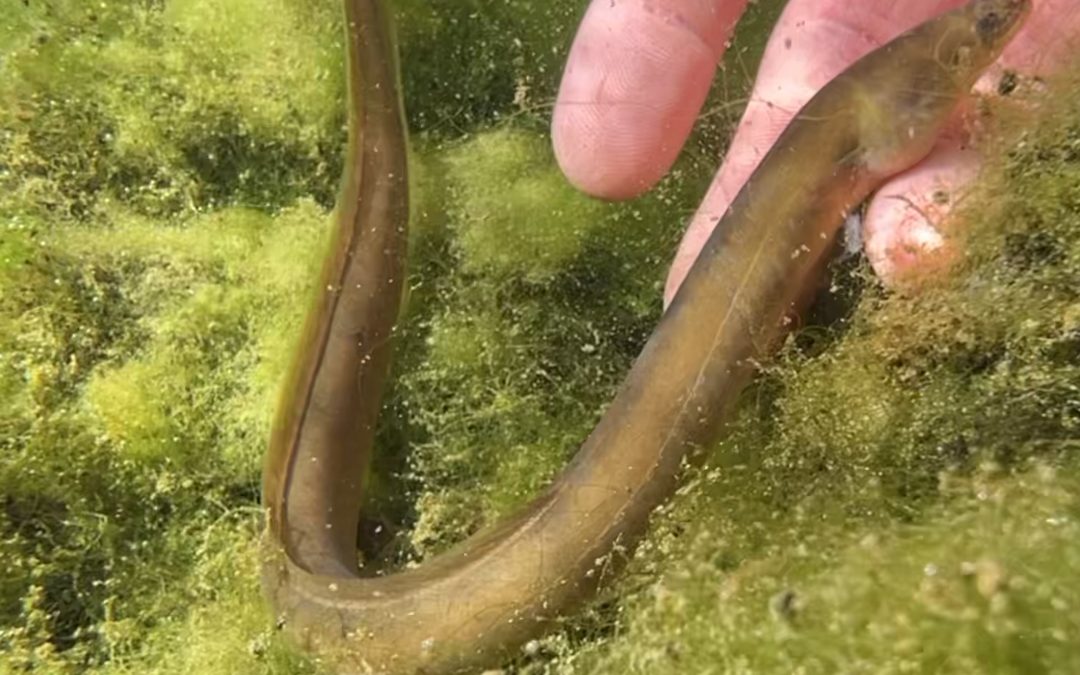 Hudson River Eel Project Highlighted in Recent Publications