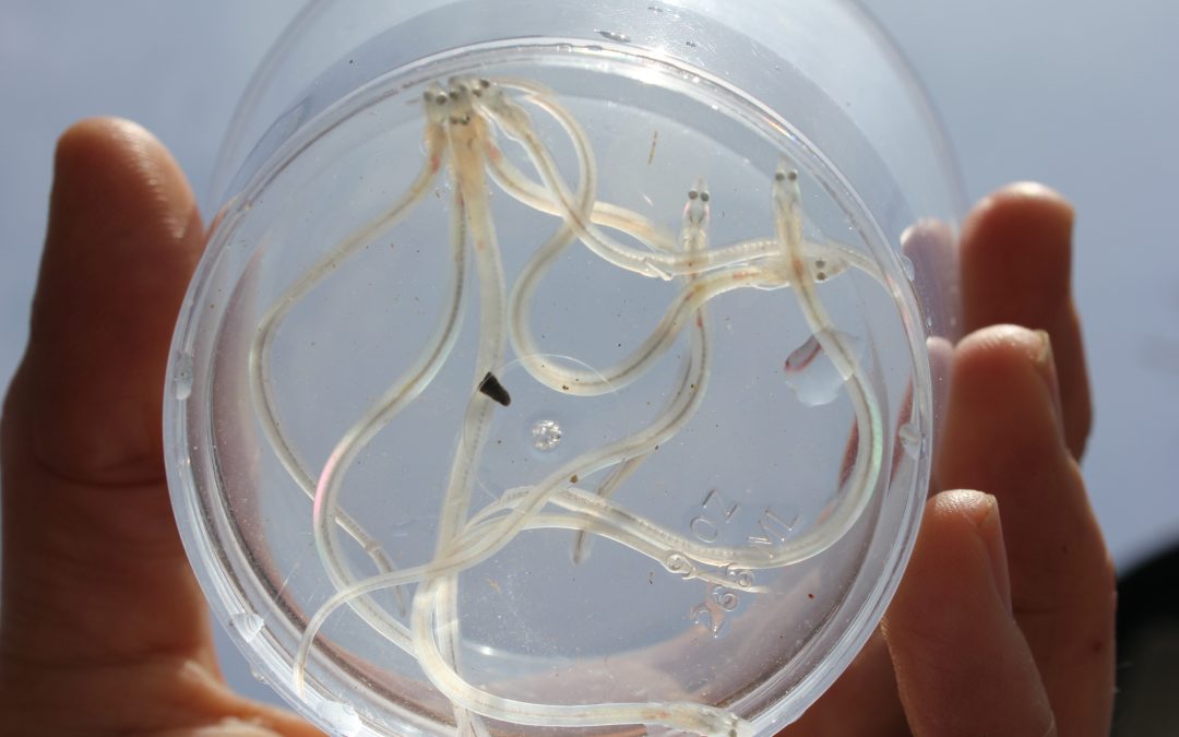 Poughkeepsie Eels Make (Radio) Waves