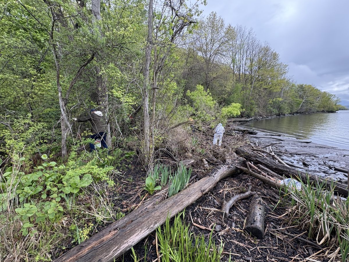 Three people walk along the Hudson River shoreline picking up trash.