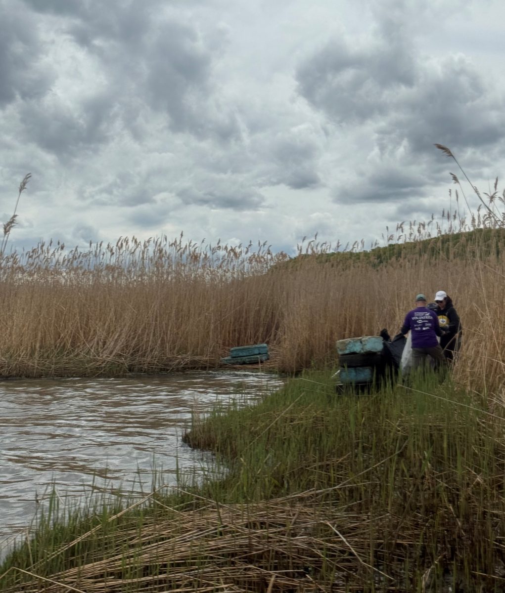 Two people pick up debris along a marsh shoreline.