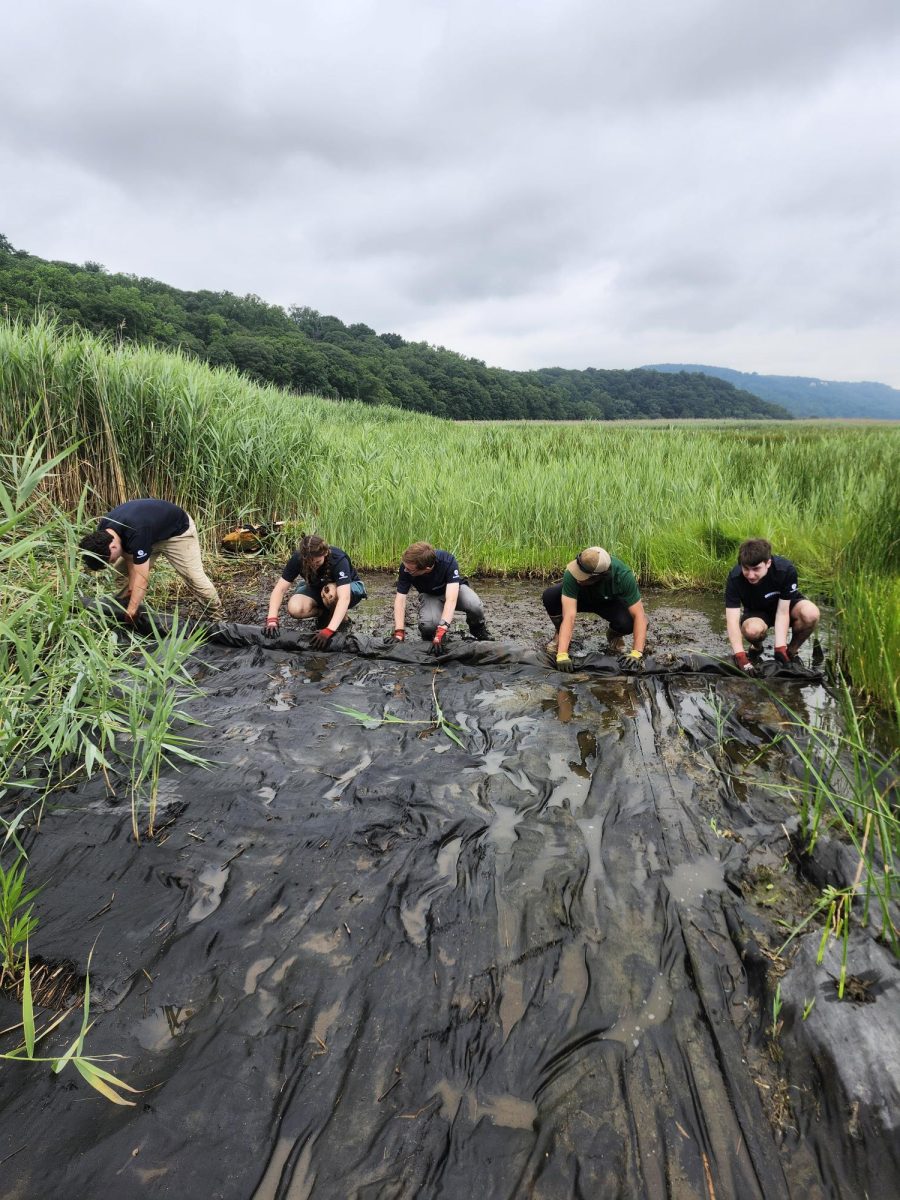 In a muddy marsh surrounded by tall reeds, five people squat to roll up a large piece of black textile.
