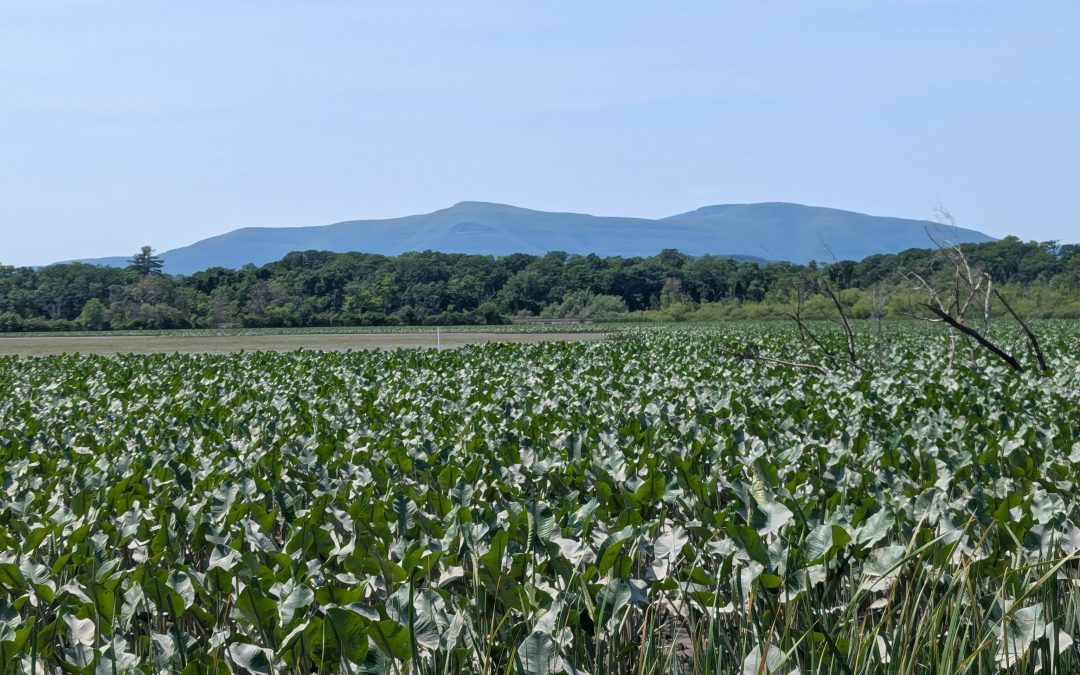 Celebrating National Estuaries Week